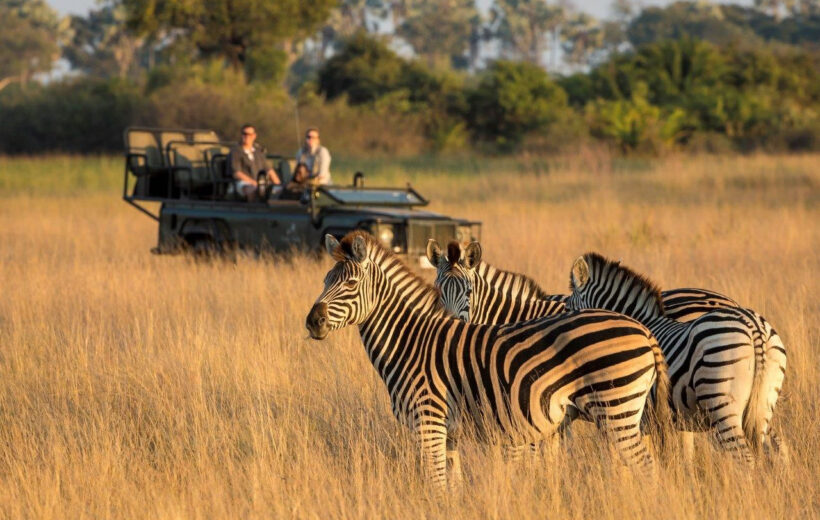 African Safari x